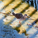 Bébé Échassier patauge dans le marais.תמירון גוזל